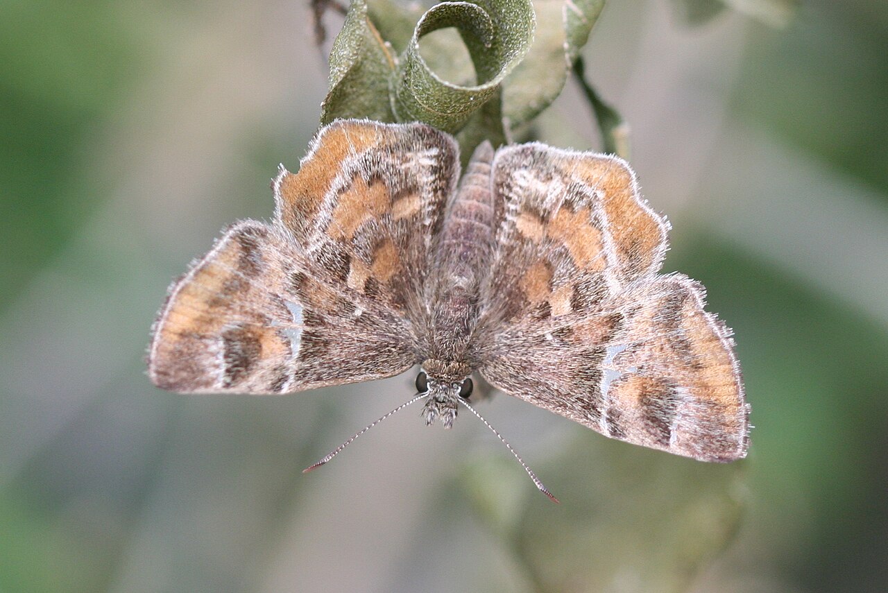 Texas Powdered-Skipper（Systasea pulverulenta）