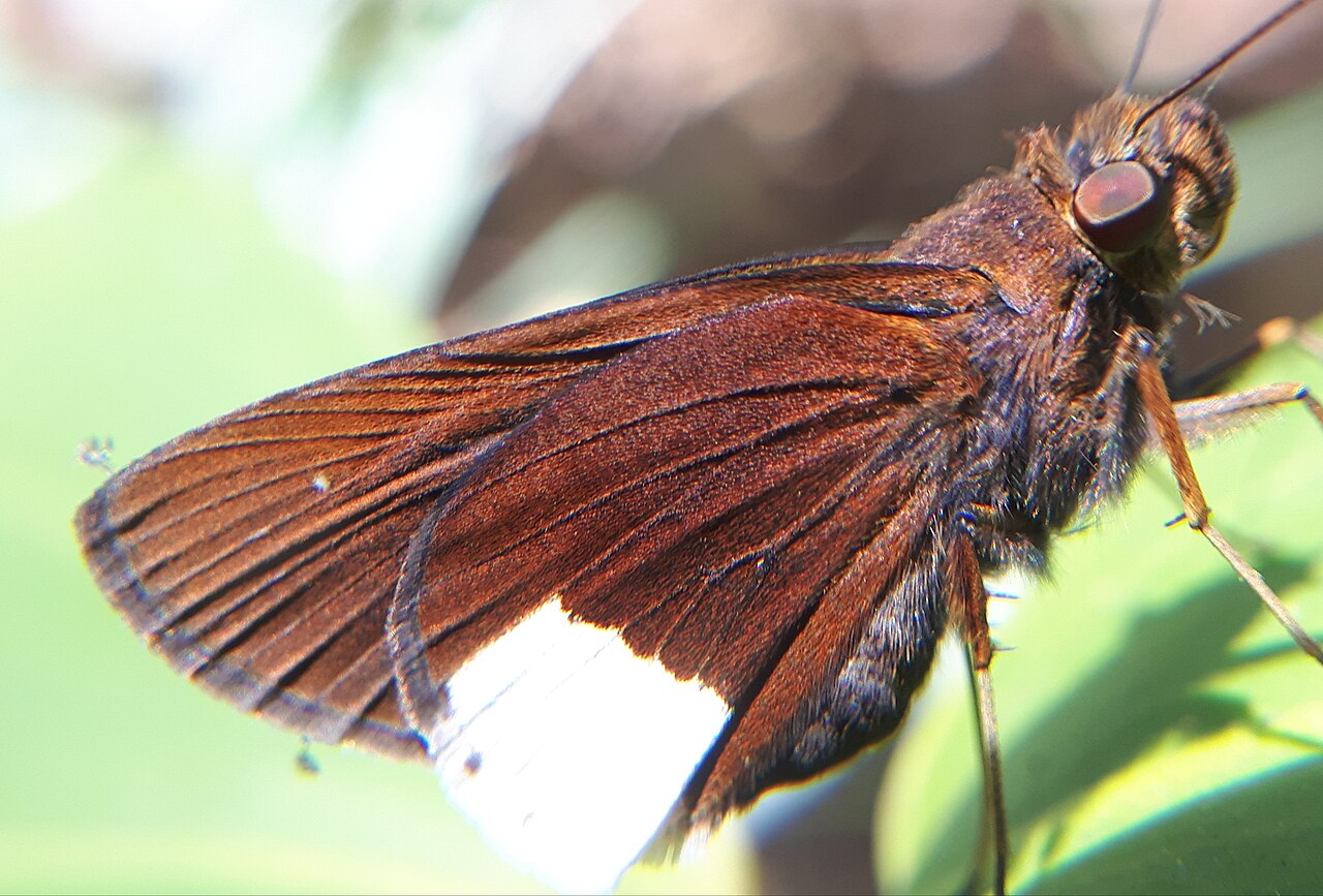 Cobalus virbius