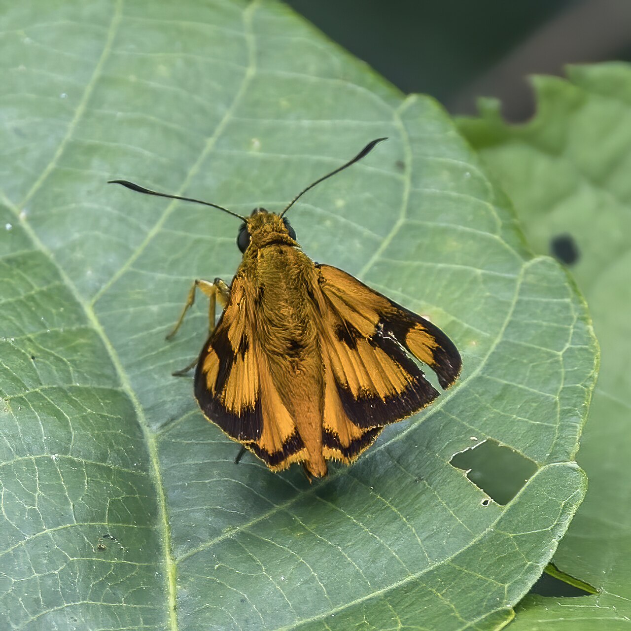 Osmodes lux