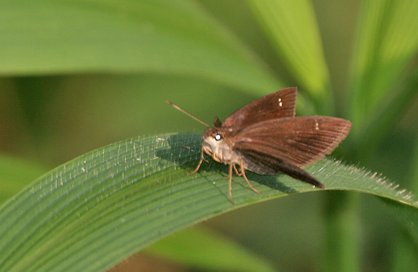 腌翅弄蝶（Astictopterus jama）