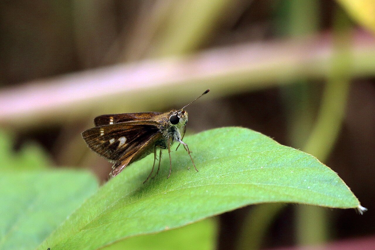 Nyctelius nyctelius