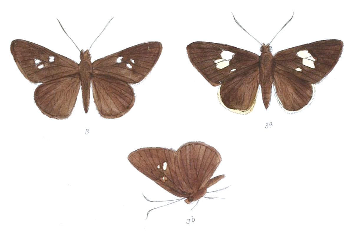 Lotongus calathus