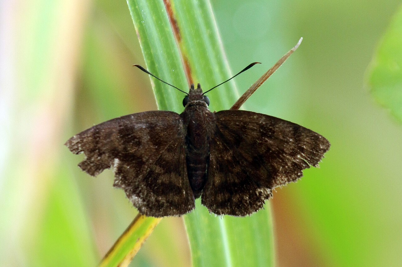 Pellicia dimidiata