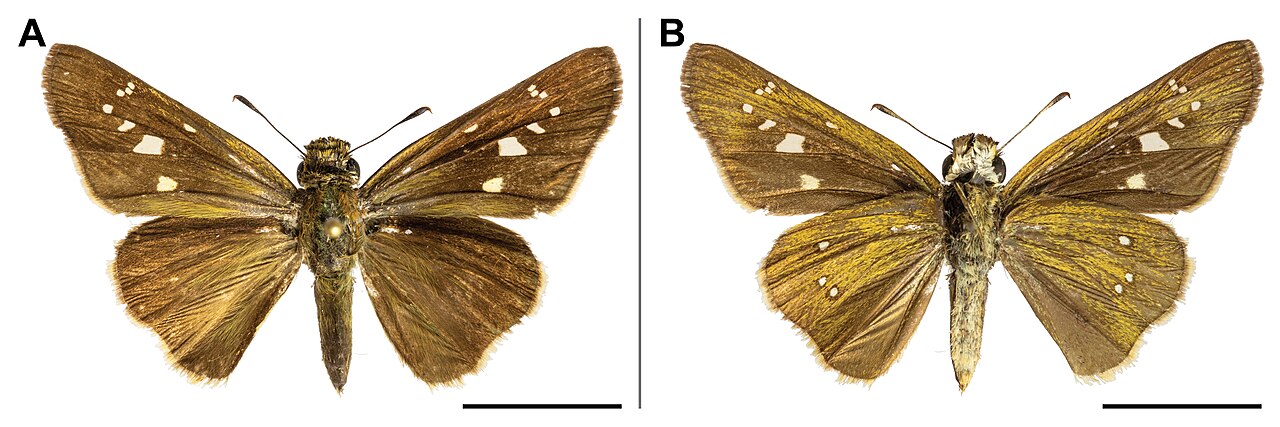 Borbo borbonica