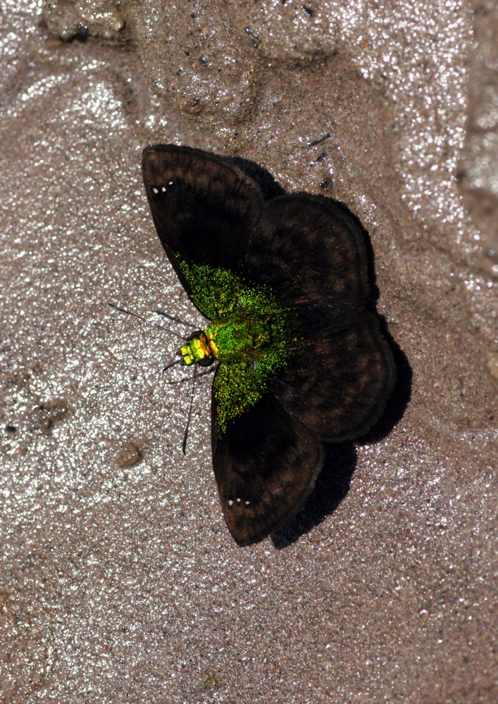 Gorgopas trochilus