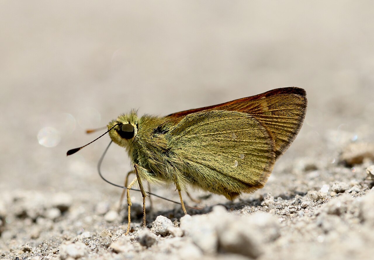 Ochlodes brahma（梵天赭弄蝶）