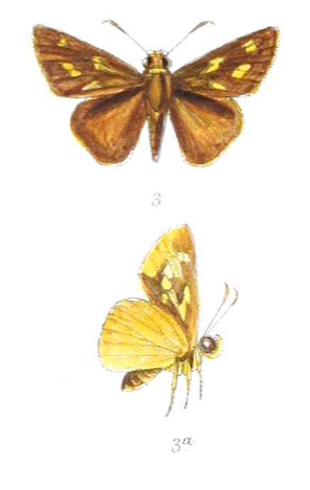 Onryza meiktila