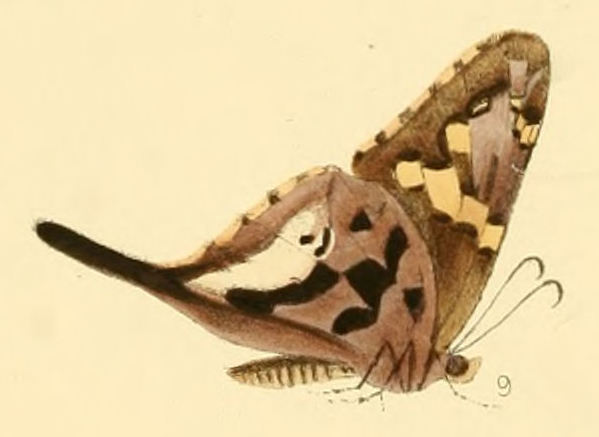 Codatractus alcaeus