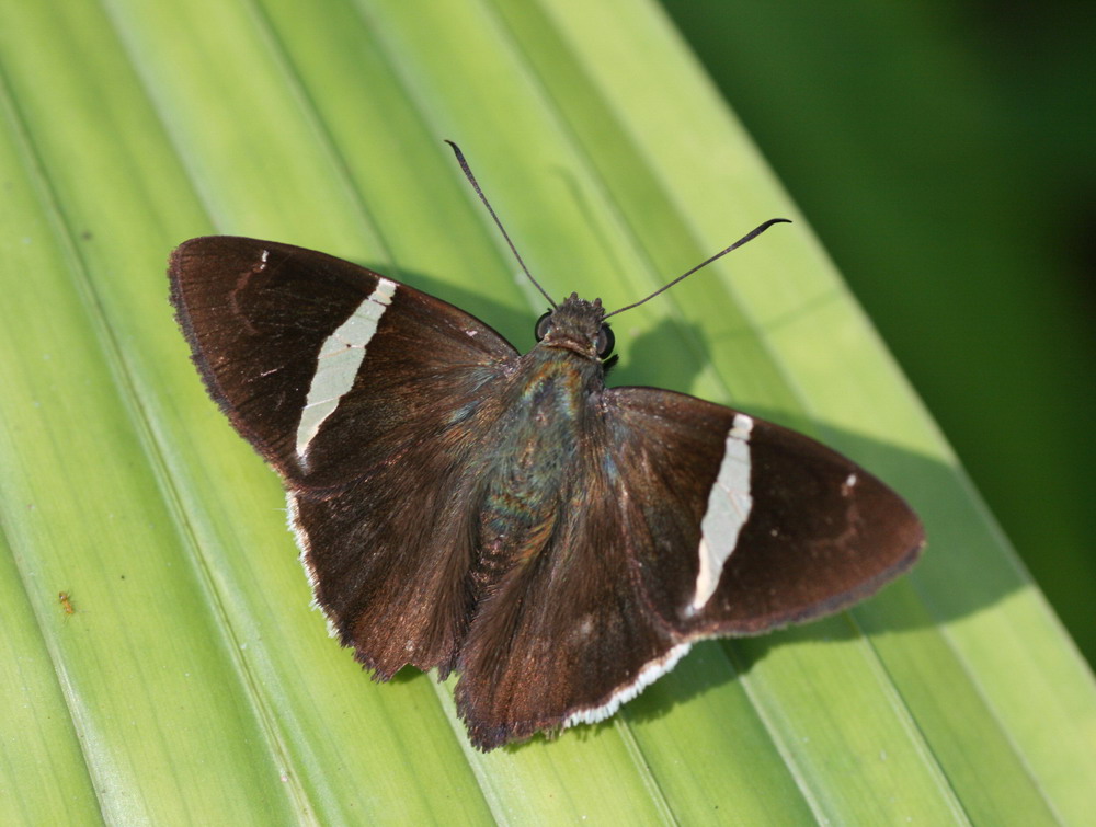 Autochton longipennis