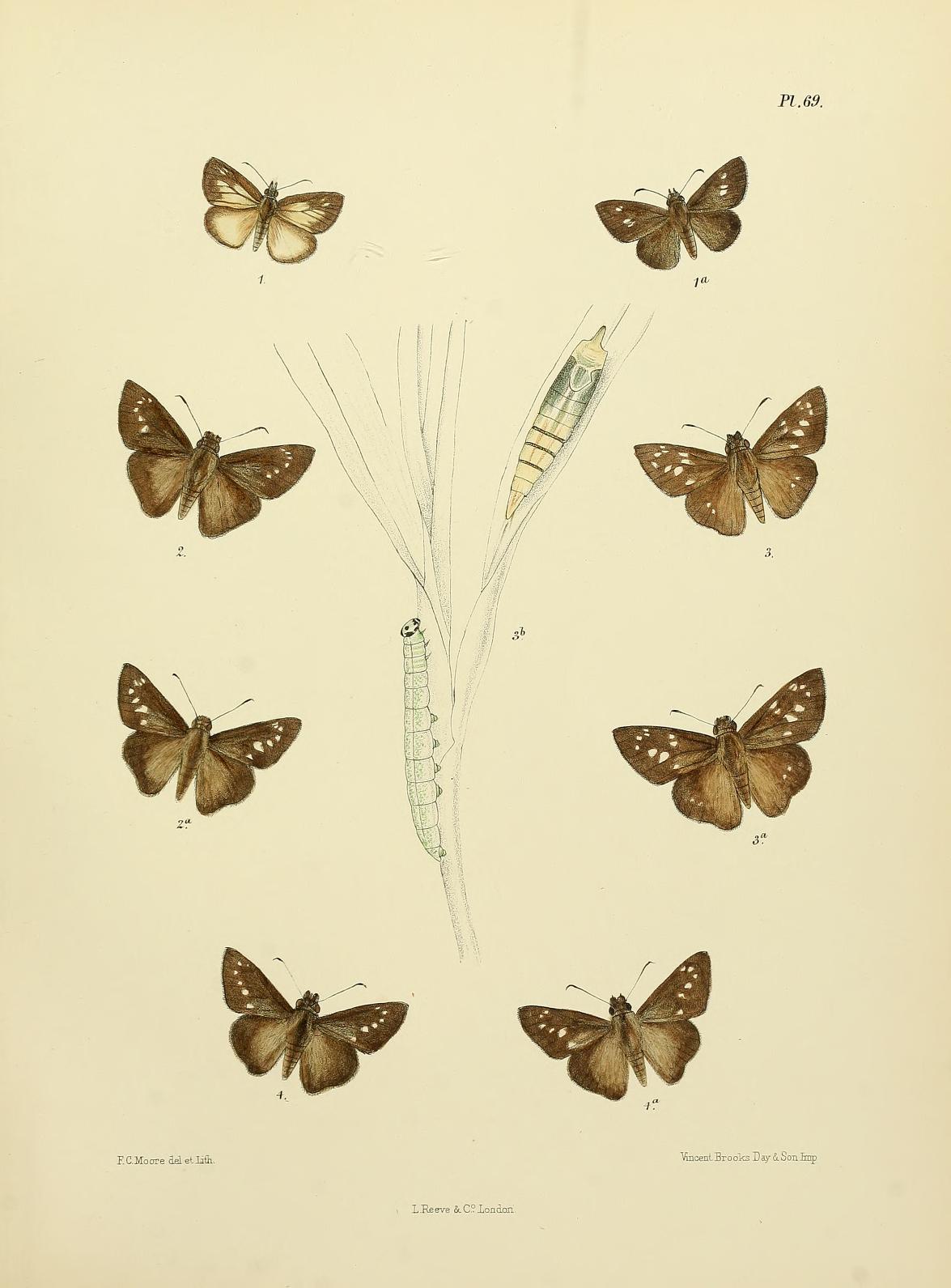 Caltoris philippina