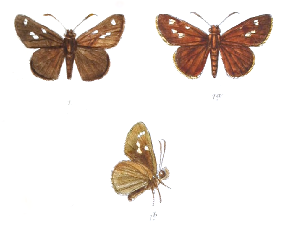 库珂弄蝶（Caltoris kumara）