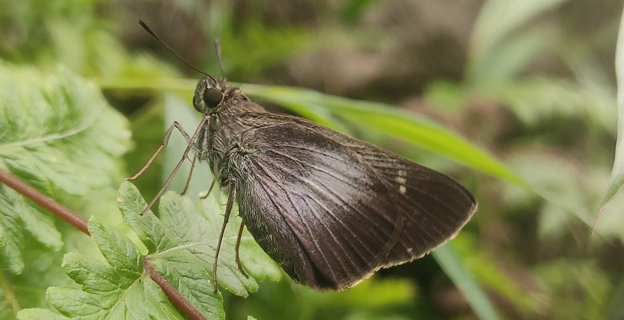 Caltoris tulsi（紫斑珂弄蝶）