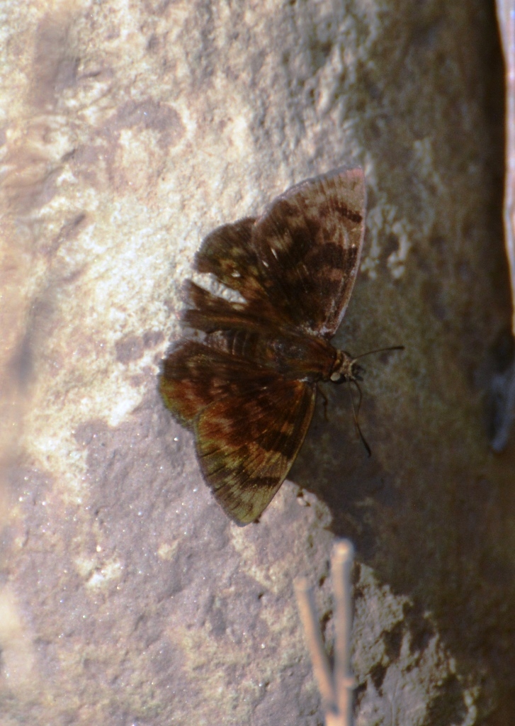 Pachyneuria licisca