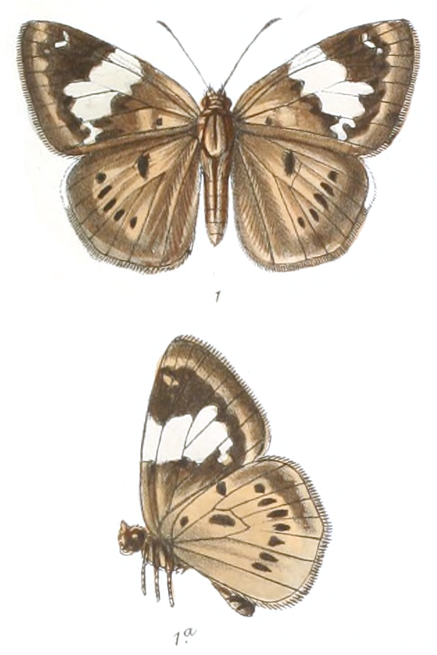 Coladenia buchananii（布窗弄蝶）