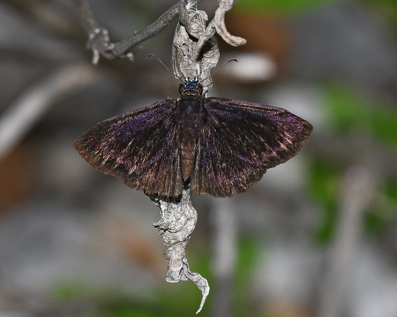 Ephyriades zephodes