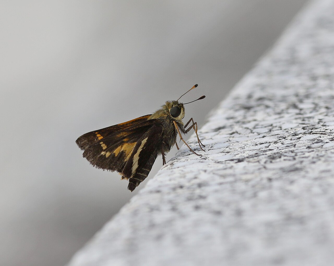Atalopedes mesogramma