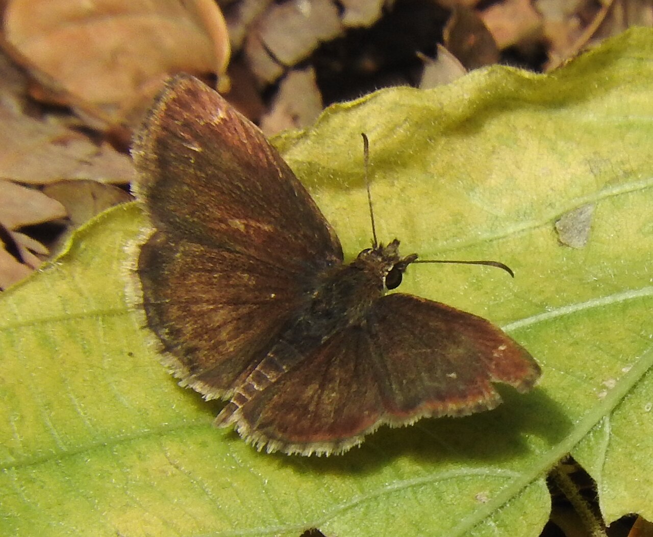 Zopyrion sandace