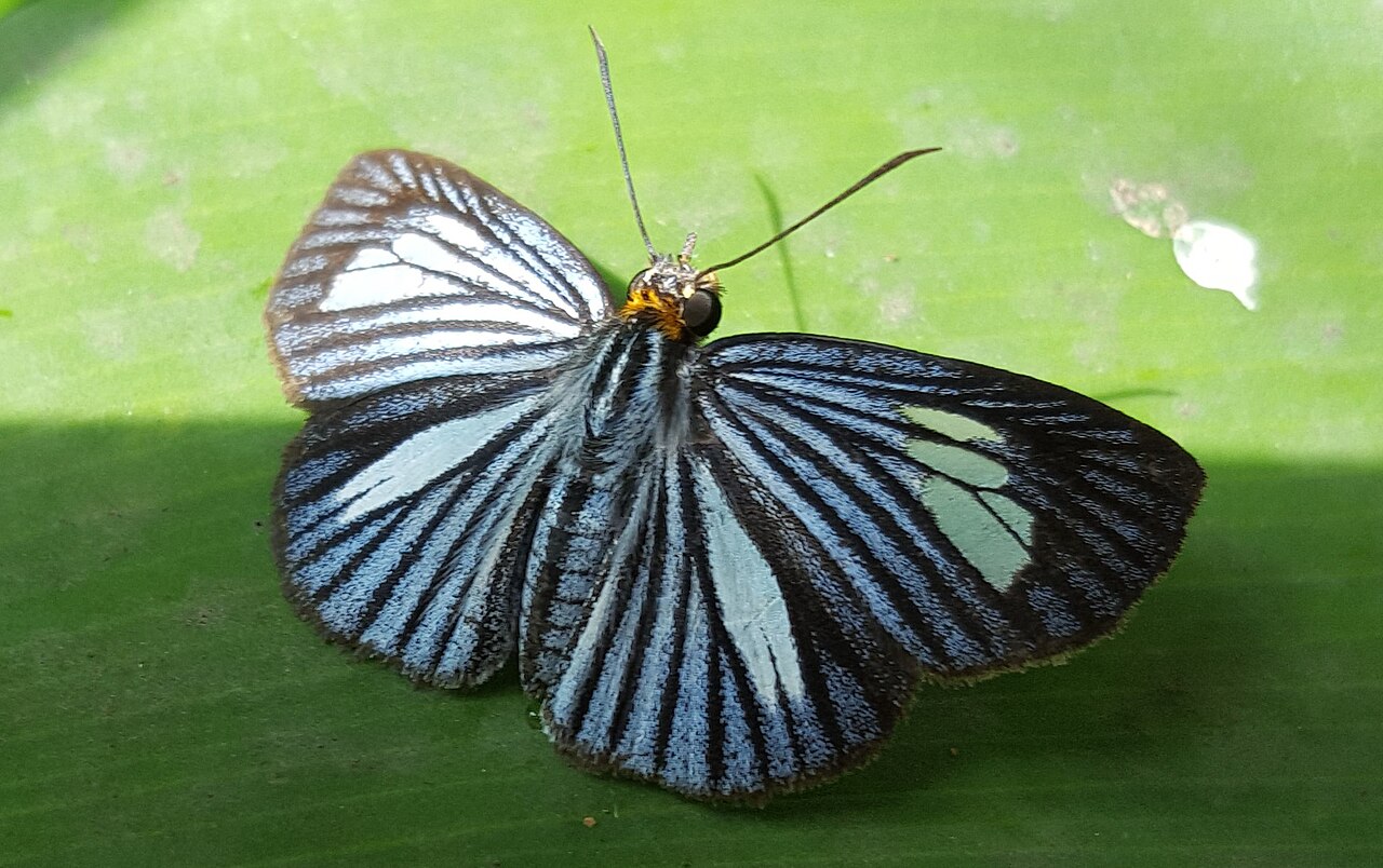 Pythonides lancea