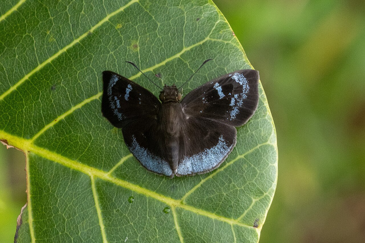Pythonides limaea