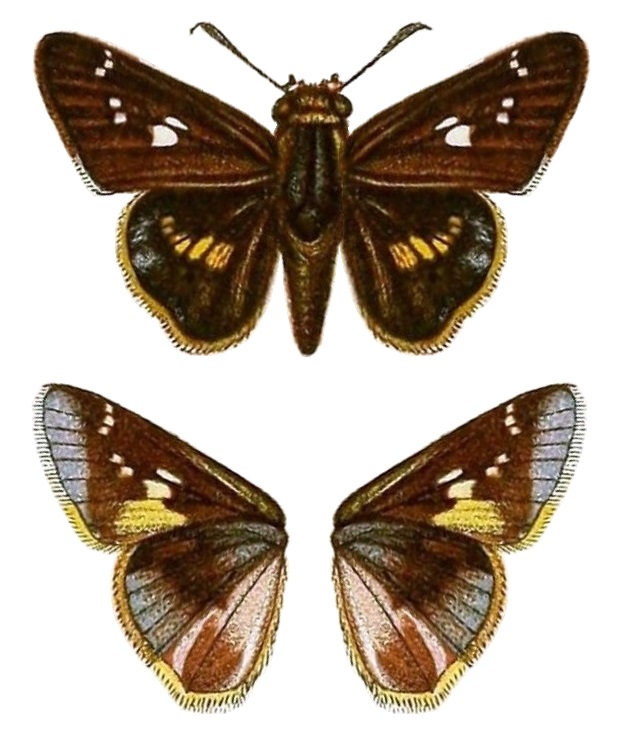 Platylesches robustus
