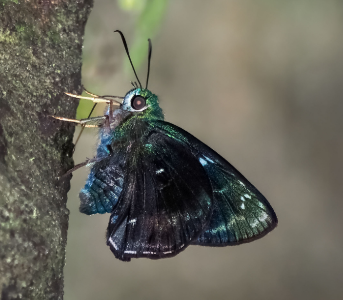 Allora major
