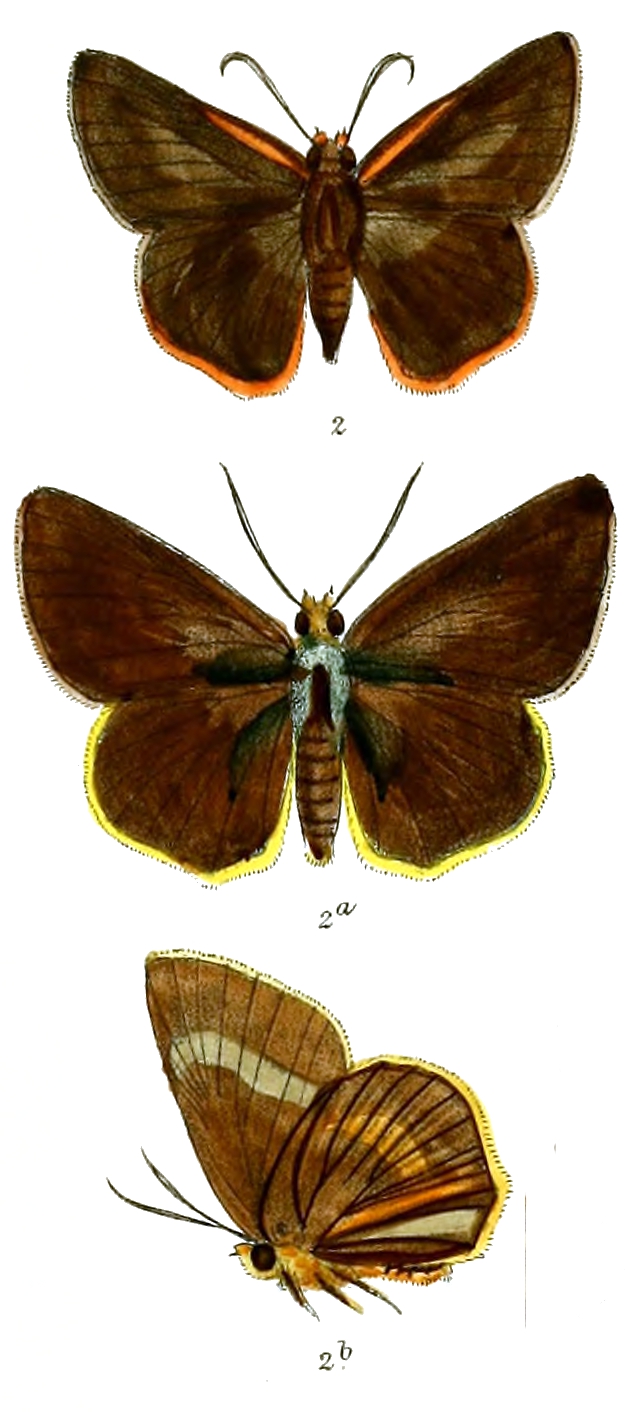 Bibasis anadi