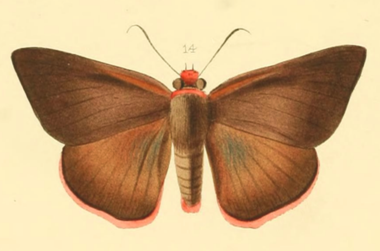 Bibasis etelka