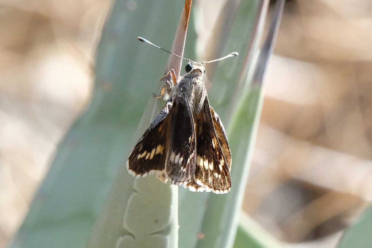 Agathymus stephensi