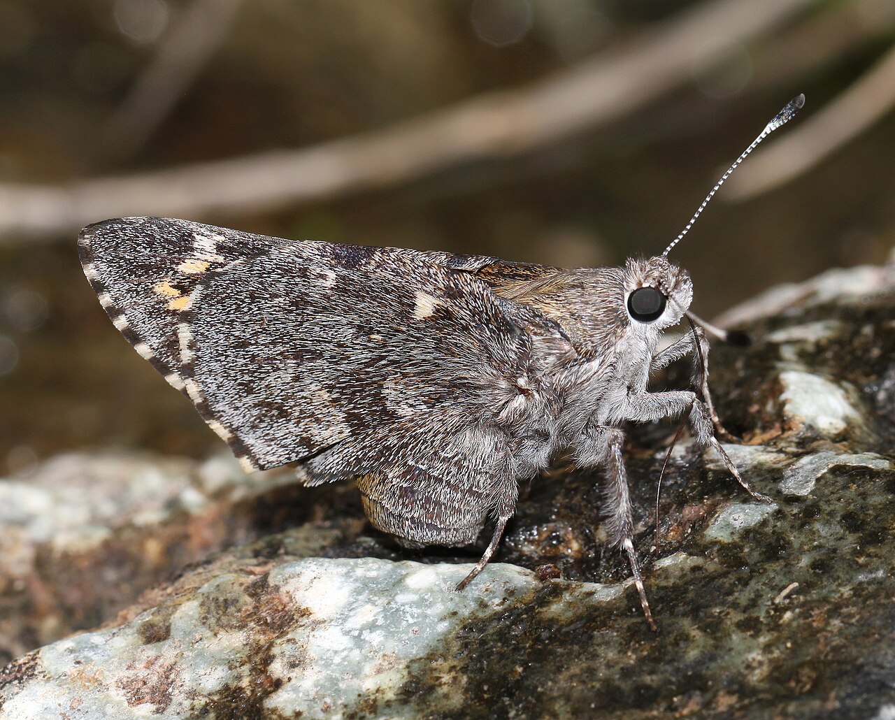 Agathymus aryxna
