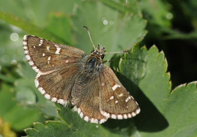 Pyrgus alveus