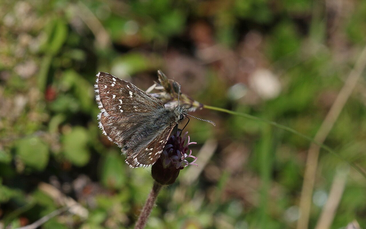 Pyrgus andromedae