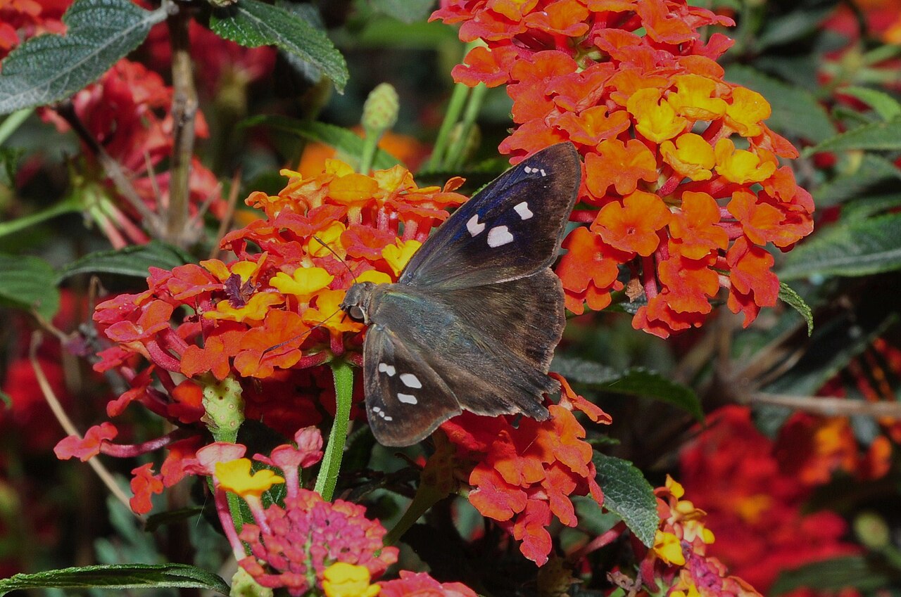 Polygonus leo