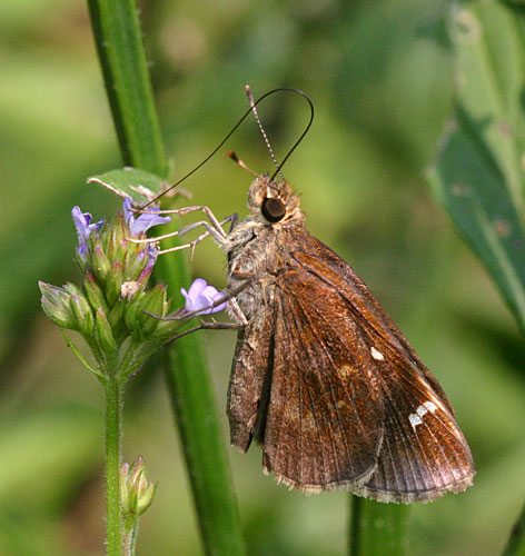 Lerema accius