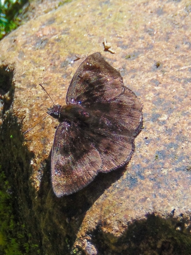 Nisoniades castolus