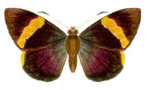 Chaetocneme porphyropis