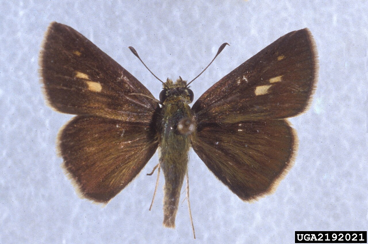 Wallengrenia otho