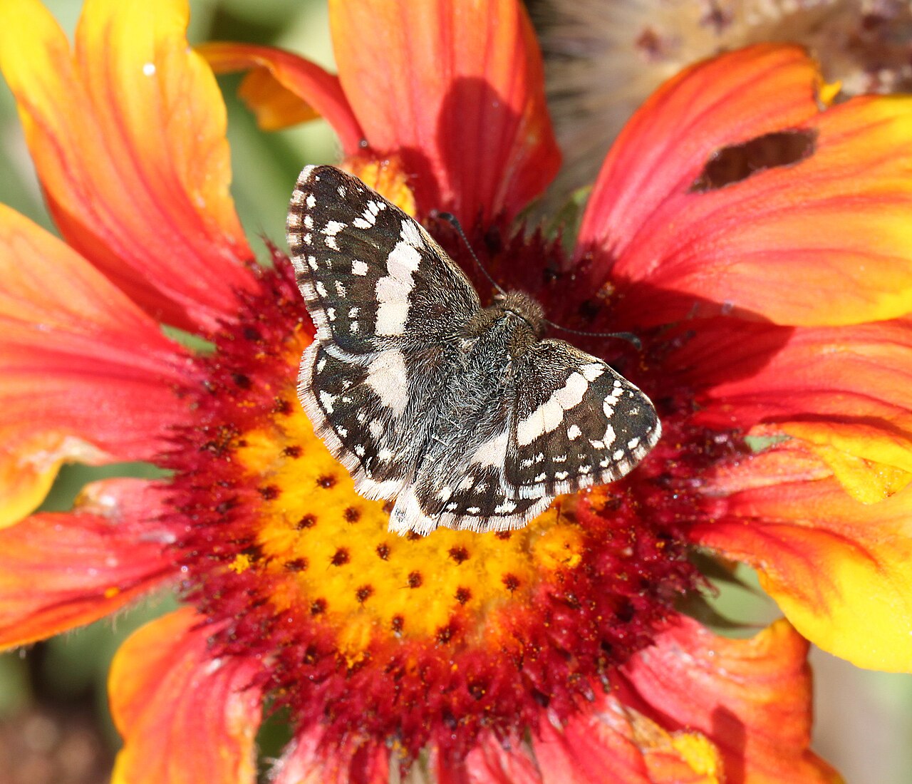 Heliopyrgus domicella