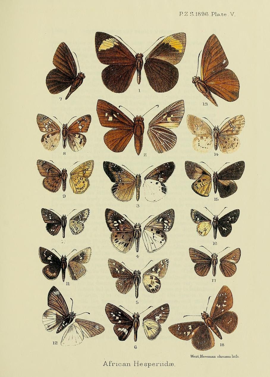 Katreus dimidia