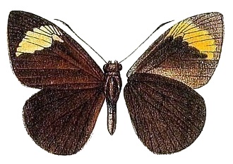 Katreus johnstonii