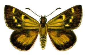 Anisynta tillyardi