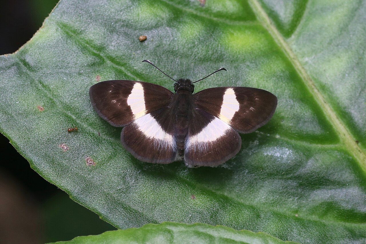 Potamanaxas thoria