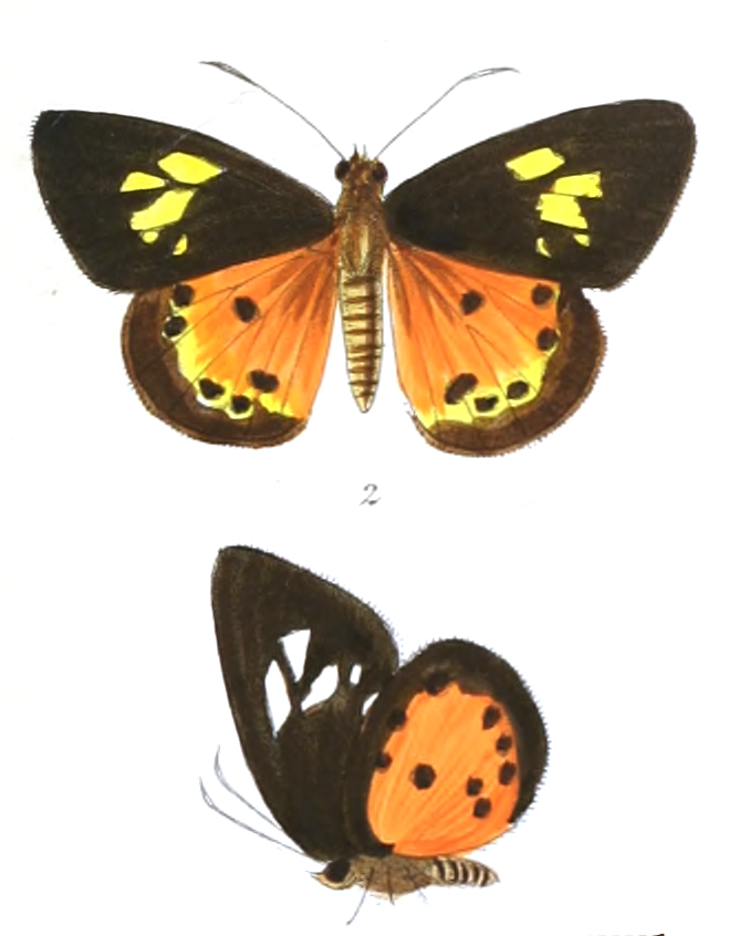Pintara pinwilli