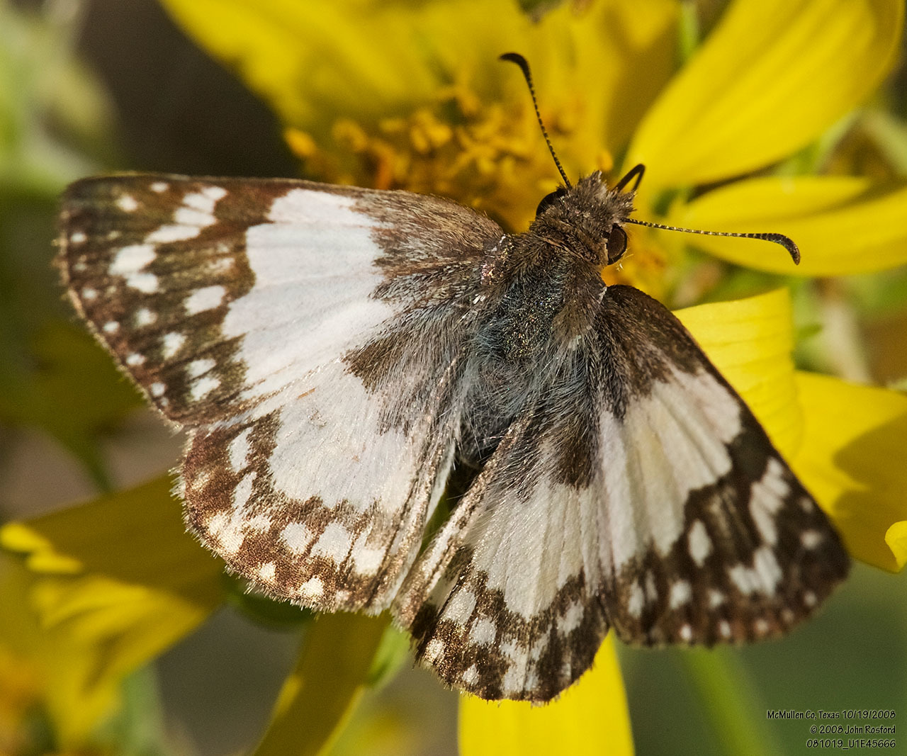 Heliopetes sublinea
