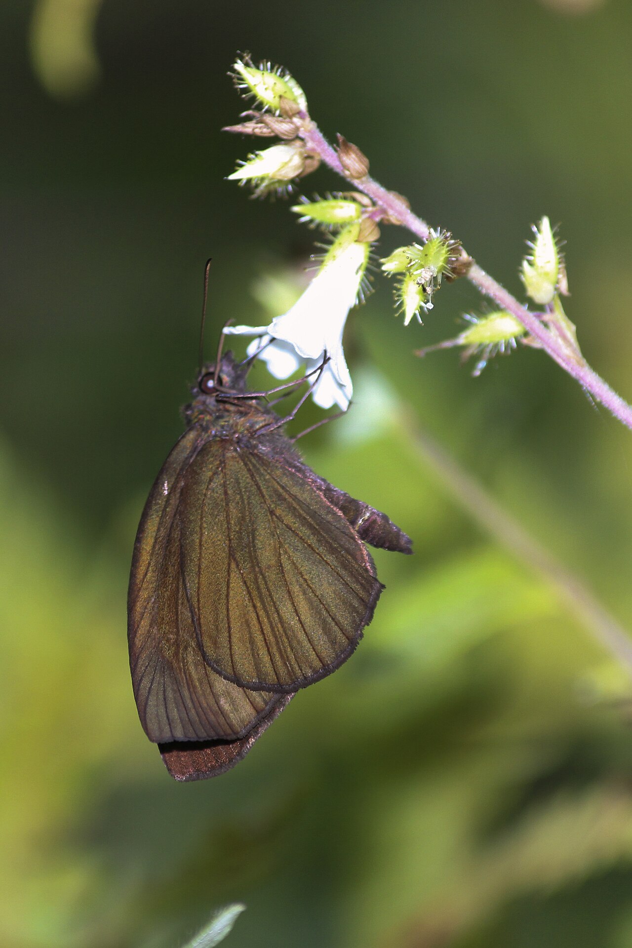 Apostictopterus fuliginosus