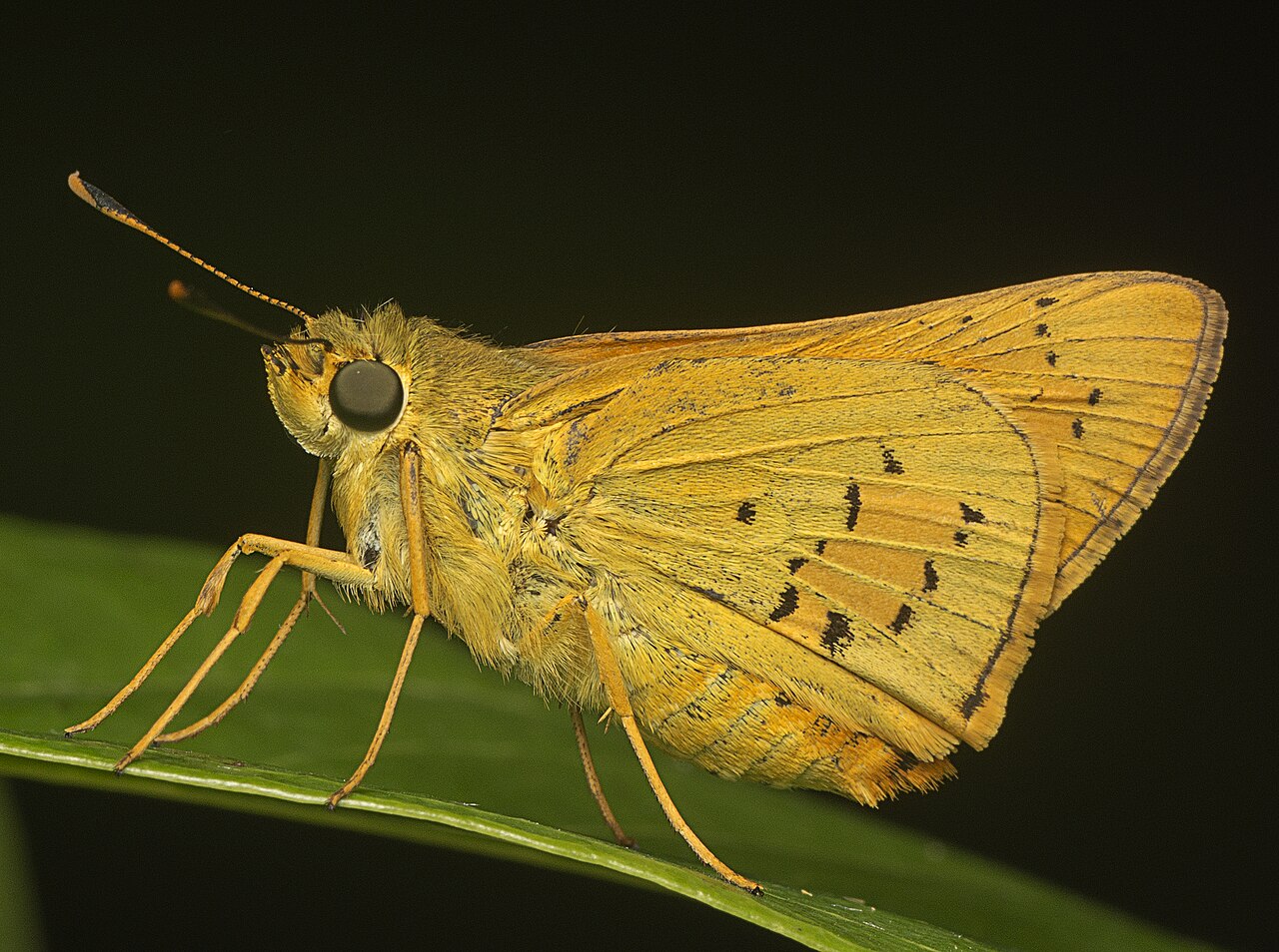 Cephrenes trichopepla