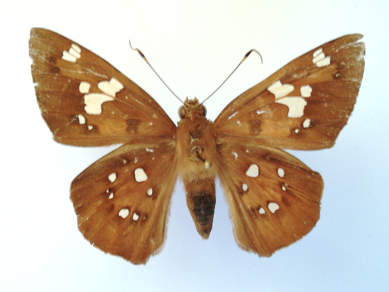 Dyscophellus porcius