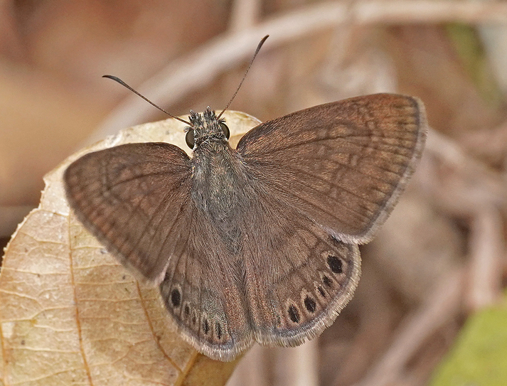 Timochreon satyrus