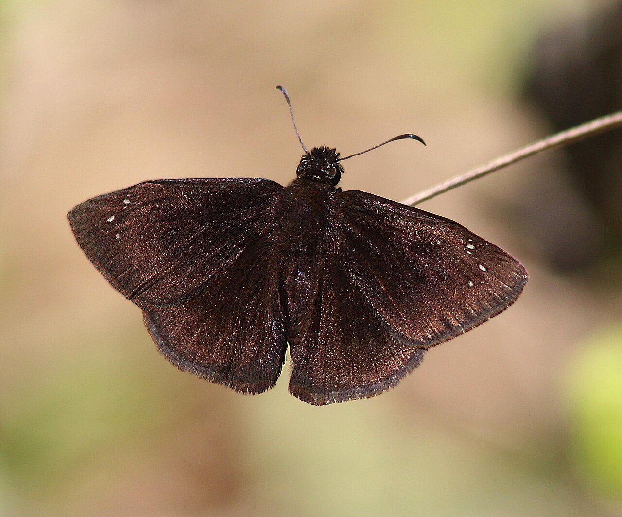 Ephyriades brunnea