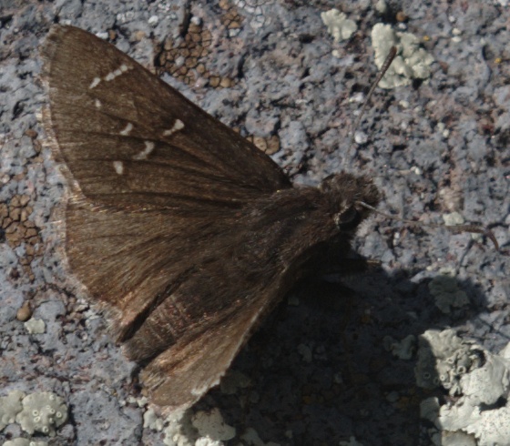 Thorybes mexicana