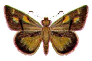 Toxidia andersoni